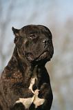 CANE CORSO 1404